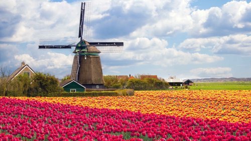 Dutch Tulip Fields 2026: When and Where to See the Best Blooms